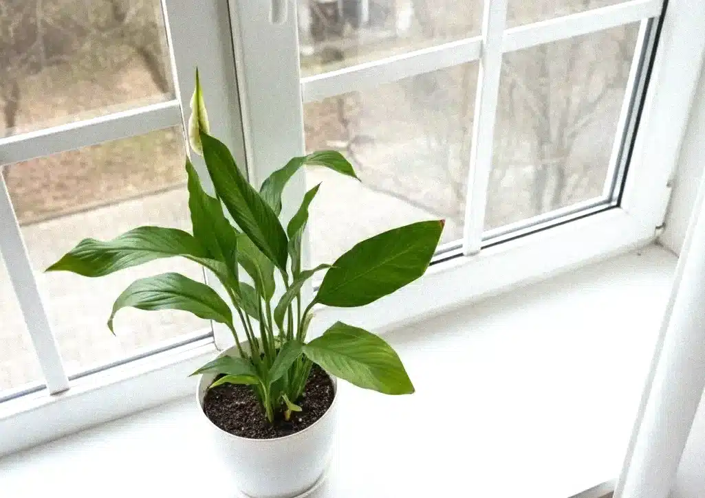 Secretul neasteptat care transforma liliacul de pace intr-o explozie de flori