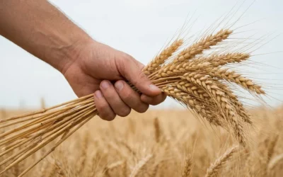 Avertisment urias pentru Romania. Exporturile de cereale se pot prabusi cu 40 la suta