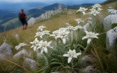 Amenzi de până la 10000 de lei pentru ruperea florilor protejate în România