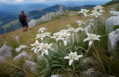 Amenzi de până la 10000 de lei pentru ruperea florilor protejate în România
