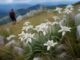 Amenzi de până la 10000 de lei pentru ruperea florilor protejate în România