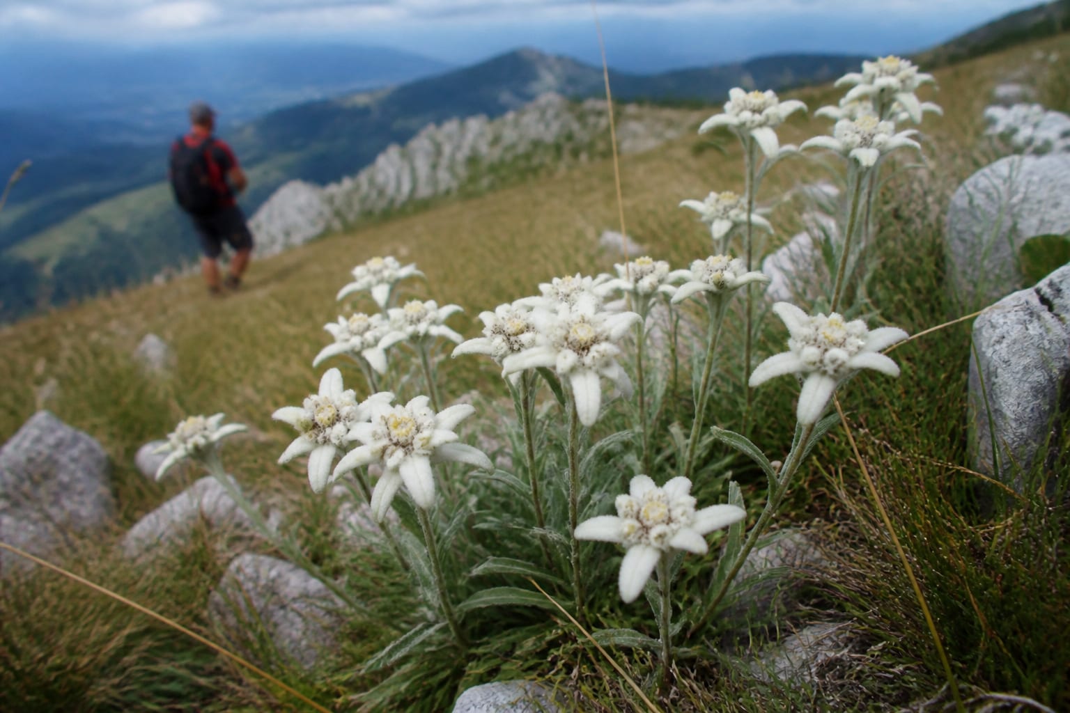 Amenzi de până la 10000 de lei pentru ruperea florilor protejate în România