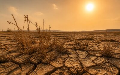 Cod roșu de caniculă emis pentru trei județe. Temperaturile vor atinge 40 de grade Celsius