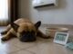 Peste 41 de grade Celsius devine o temperatură critică pentru câini și pisici