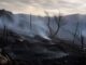 Pompierii români au stins un incendiu care amenința locuințe și o mănăstire în Grecia