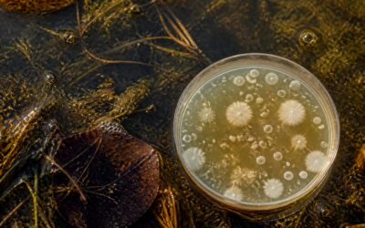 Riscul de infecții bacteriene crește în apele de scăldat în timpul caniculei