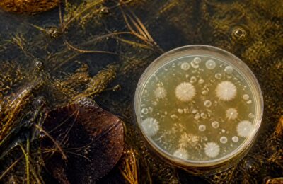 Riscul de infecții bacteriene crește în apele de scăldat în timpul caniculei