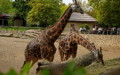 Târgoviște a avut un adăpost pentru animale în 1584, dar prima grădină zoologică modernă s-a deschis la Sibiu