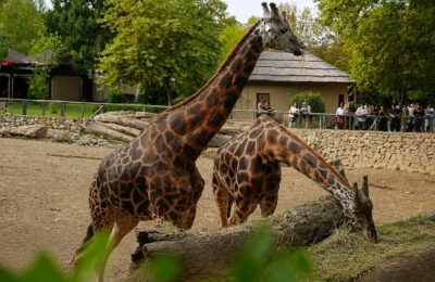 Târgoviște a avut un adăpost pentru animale în 1584, dar prima grădină zoologică modernă s-a deschis la Sibiu