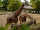 Târgoviște a avut un adăpost pentru animale în 1584, dar prima grădină zoologică modernă s-a deschis la Sibiu