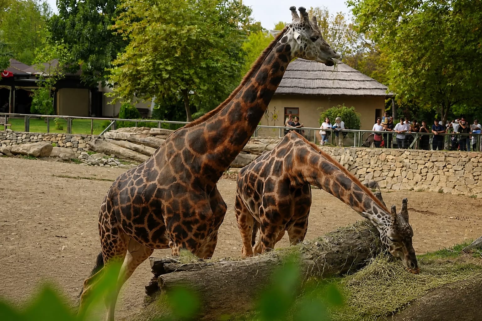 Două girafe în timpul hrănirii