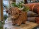 De ce apar tot mai multe vaci Highland pe decorațiunile din magazinele britanice